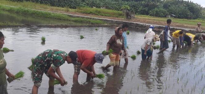 
					Upaya Babinsa Koramil 1624 – 03/Lewoleba Dalam Wujudkan Swasembada Pangan.