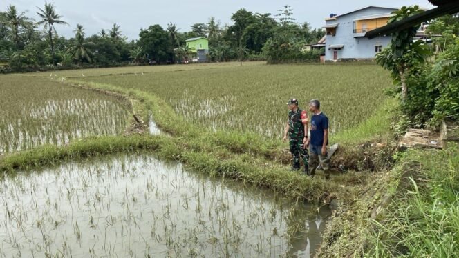 
Babinsa Maros Pantau Sawah Warga yang Rusak Akibat Banjir