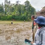 Babinsa Koramil 02/Susut Monitoring dan Pengecekan Luas Tambah Tanam Padi Sawah