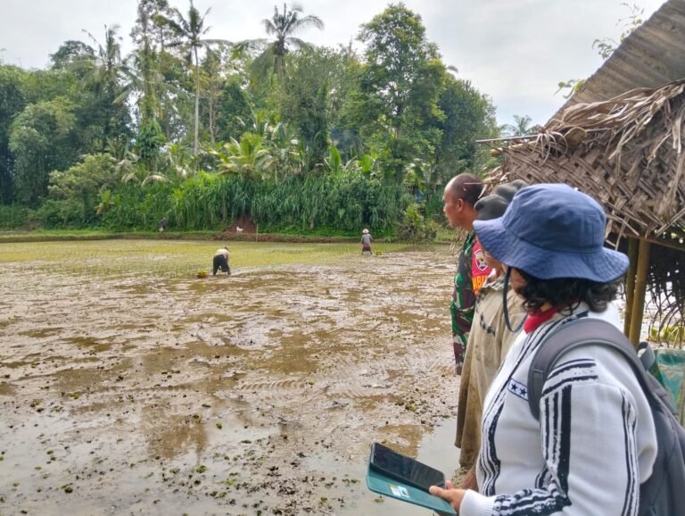 Babinsa Koramil 02/Susut Monitoring dan Pengecekan Luas Tambah Tanam Padi Sawah