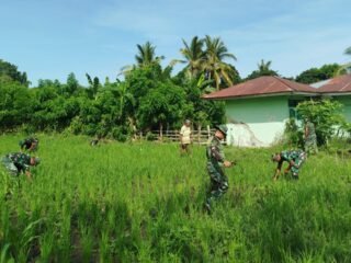 Koramil Naikliu Laksanakan Pembersihan Lahan Ketahanan Pangan