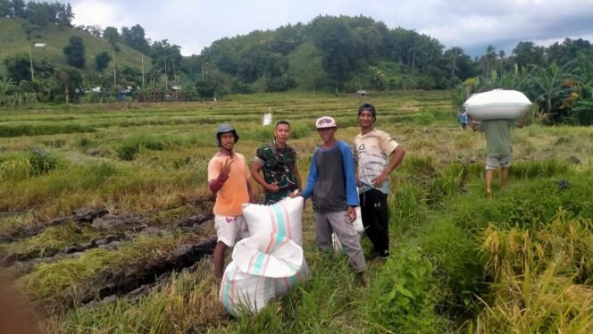 
					Babinsa Desa Manggeasi Koramil 1614-01/Dompu pendampingan penyerapan gabah petani