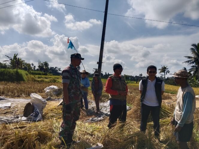 
					Babinsa Koramil 02 Susut Dampingi Penyerapan Gabah Panen Petani Oleh Bulog Bangli