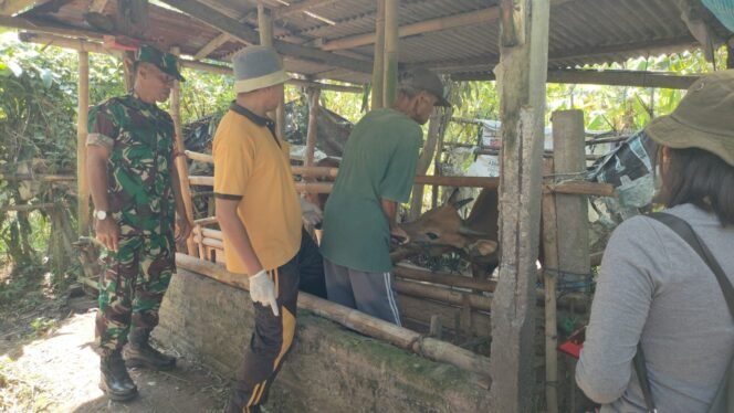 
					Babinsa Desa Tamanbali Dampingi Vaksinasi PMK Untuk Cegah Penyebaran Penyakit Pada Ternak
