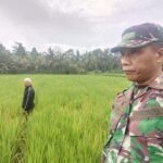 Babinsa Dampingi Penanganan Penyakit Kresek Pada Tanaman Padi di Subak Selati, Desa Bunutin