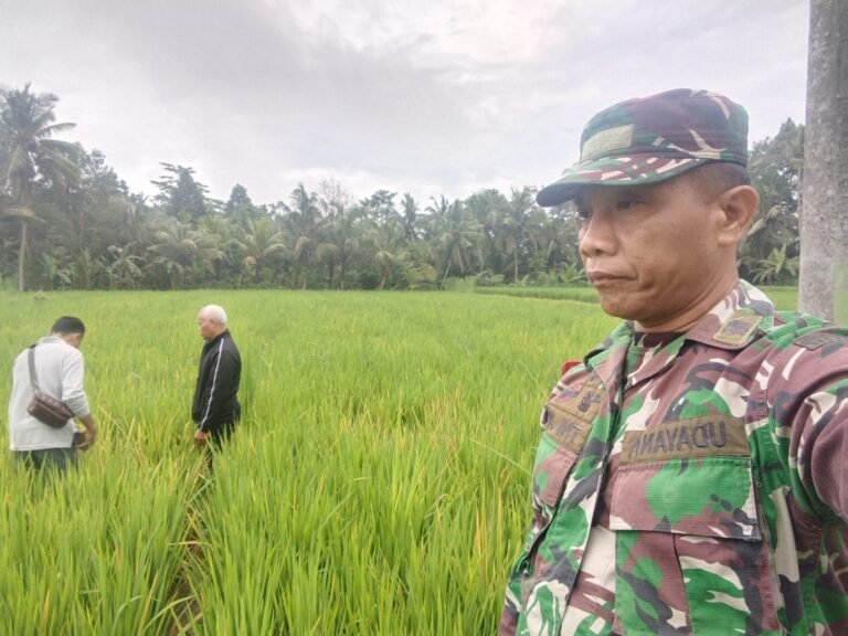 Babinsa Dampingi Penanganan Penyakit Kresek Pada Tanaman Padi di Subak Selati, Desa Bunutin