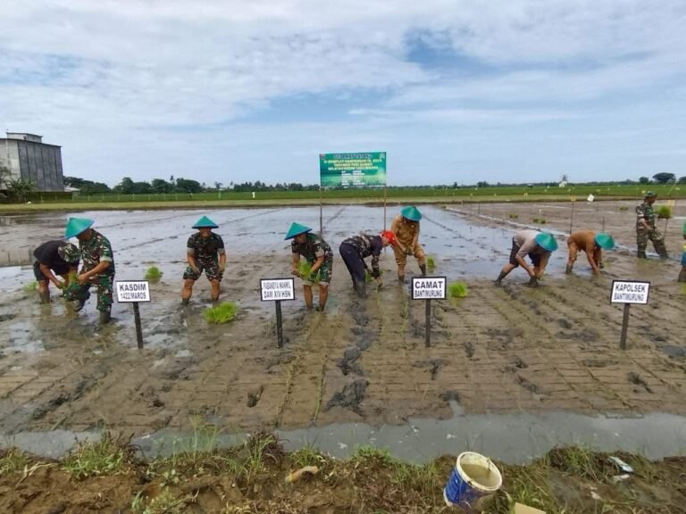 Kodim 1422 dan Pemkab Maros Tanam Padi Demplot untuk Wujudkan Swasembada Pangan