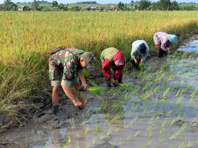 
Koramil 1612-06/Lembor Bantu Masyarakat Tanam Padi di Persawahan Malawatar