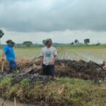 Kolaborasi Babinsa Kedungrejo dan Petani: Saluran Irigasi Perintis Kini Lebih Lancar