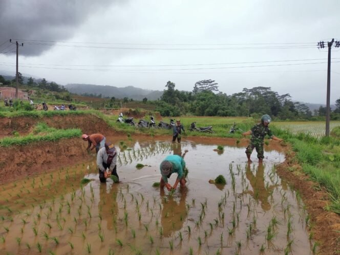 
					Babinsa Balakia Koramil 02/Sinjai Barat Kodim 1424/Sinjai Dampingi Petani Tanam padi