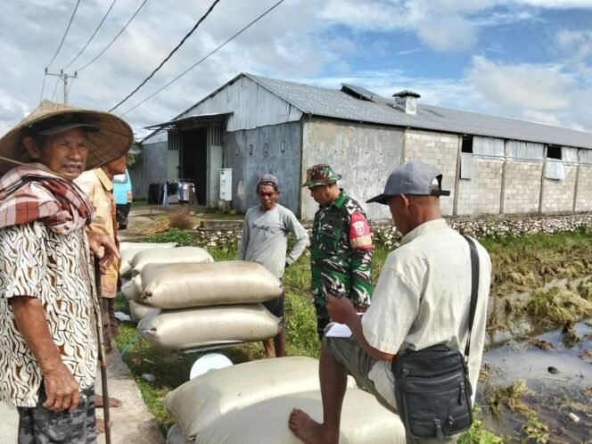 
Dukung Ketahanan Pangan, Babinsa Maros Pantau Panen Padi dan Serap Gabah