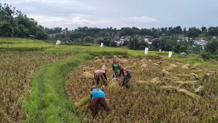 Babinsa Koramil 1614-01/Dompu, bantu petani panen padi