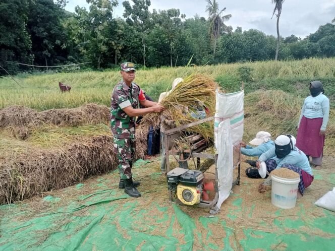
					Babinsa Desa Malaju, Bantu perontokan bulir padi di Dusun malaju