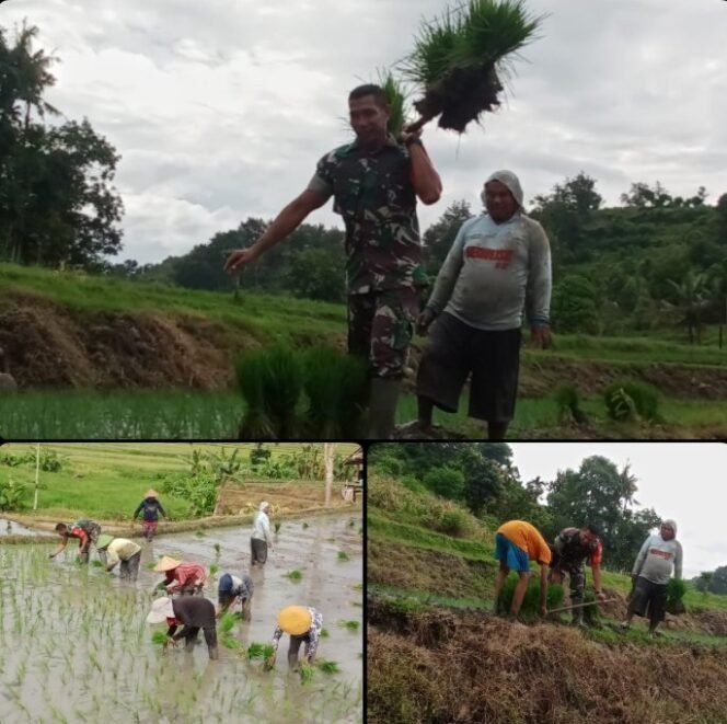
Keharmonisan Babinsa Koramil 1614-01/Dompu dan petani saat tanam padi.