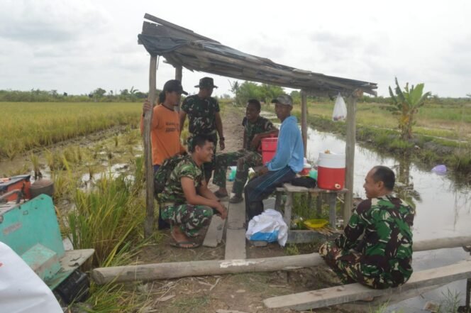 
					Satgas TMMD ke-123 Bantu Petani Panen Padi, Wujud Nyata Kemanunggalan TNI dan Rakyat