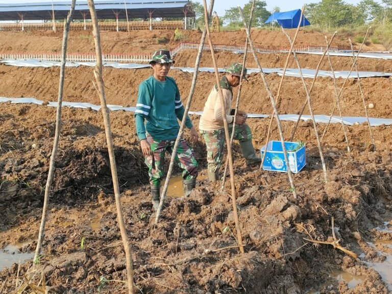 Dukung Ketahanan Pangan, Kodim 1311/Morowali Tanam Hortikultura di Lahan 18 Hektar