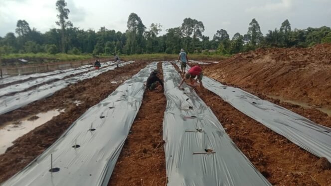 
Satgas TMMD Ke-123 Kodim 1311/Morowali Lakukan Pemasangan Plastik Mulsa untuk Ketahanan Pangan