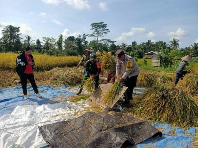 
Babinsa Dampingi BPP Pertanian Kecamatan Susut Panen Ubinan Padi di Subak Sala
