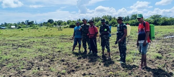 
Satgas TMMD Ke-123 Kodim 1416/Muna Siapkan 2 Hektar Lahan Jagung untuk Ketahanan Pangan