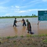 Dukung Ketahanan Pangan, Satgas TMMD Kodim 1014/Pbn Lakukan Pemupukan di Area Sawah