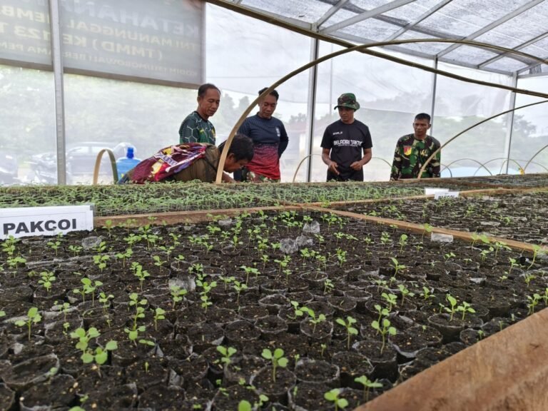 Setelah Persiapan Lahan, Satgas TMMD Kodim 1311/Morowali Genjot Pembibitan