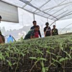 Perawatan Intensif Satgas TMMD Pastikan Keberhasilan Bibit Hortikultura