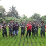 Turun Sawah, Koramil Klungkung Tebar Pupuk Bersama BPP Klungkung