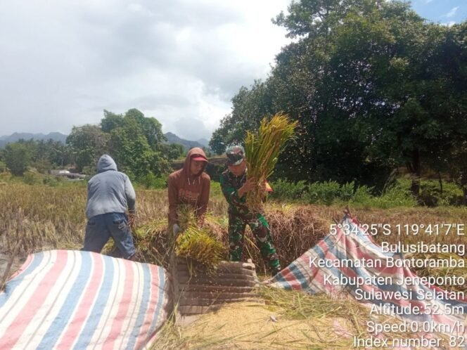 
					Babinsa Kodim 1425 Jeneponto Terjun Kesawa Bantu Petani Panen Padi