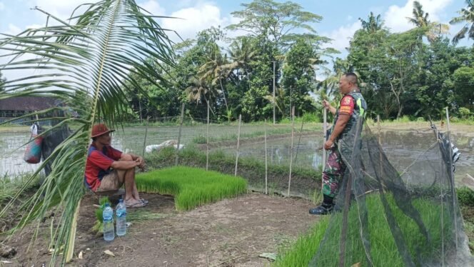 
					Melalui Komsos, Babinsa Koramil 02/Susut Berikan Motivasi Kepada Petani Padi