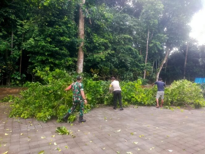 
Babinsa Amankan Pemangkasan Pohon di Parkiran Bus Desa Wisata Penglipuraan Untuk Antisipasi Musim Penghujan