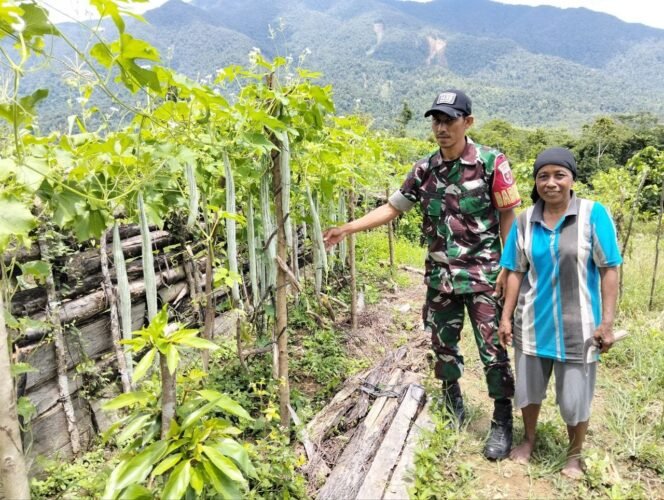 
					Bulan Puasa Tak jadi masalah untuk menurunkan Semangat Babinsa Koramil 1430-02/Asera Dampingi Petani