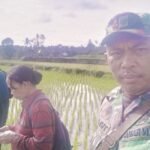 Babinsa Bersama Dinas BPP dan PPL Dampingi POTP dan Petani Cek Hama Tanaman Padi