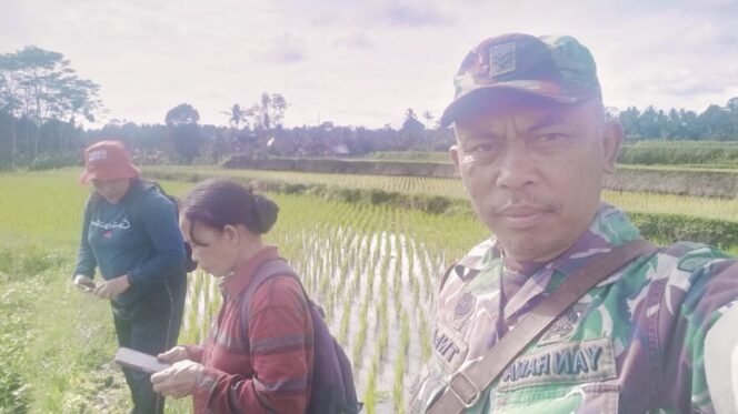 
					Babinsa Bersama Dinas BPP dan PPL Dampingi POTP dan Petani Cek Hama Tanaman Padi