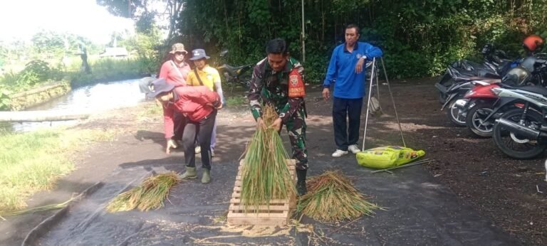 Hadir Untuk Petani, Babinsa Banjarangkan Dampingi Pengubinan