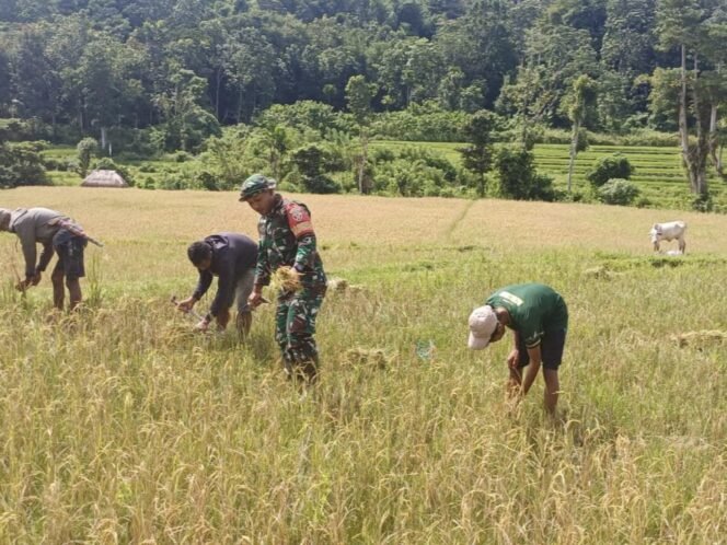 
					Babinsa Koramil 03/Katikutana Kopda Komang Septiana Dampingi Warga Panen Padi