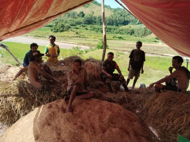 
					Babinsa Koramil 02/Walakaka, Ngobrol Santai Dengan Warga Saat Rehat di Sawah