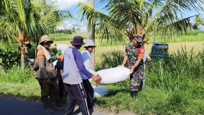 
					Babinsa Desa Bunutin Dampingi Serap Gabah Untuk Ketahanan Pangan Nasional