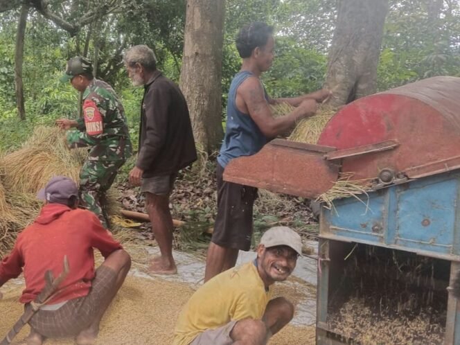 
					Babinsa Sertu Alifin Bantu Warga Desa Kabukarudi Rontok Padi