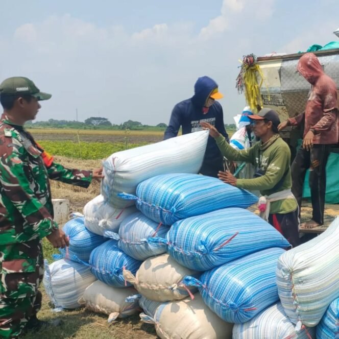 
Babinsa Koramil 0814/11 Sumobito Himbau Petani Jual Gabah ke Bulog untuk Dukung Ketahanan Pangan
