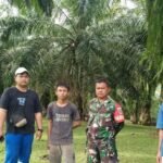 Babinsa Koramil 408-05/Manna Dampingi PLN Penebangan Pohon Dekat Jaringan Listrik