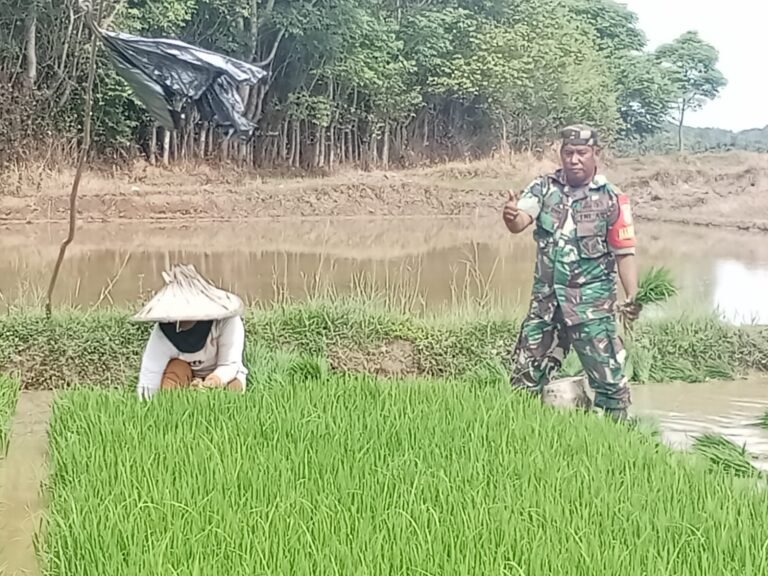 Babinsa Pos Ramil Indra Jaya Bantu Petani Cabut Bibit Padi di Desa Kuala
