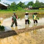 Tingkatkan Ketahanan Pangan, Babinsa Koramil 1409-05/Pallangga Bantu Petani Tanam Padi