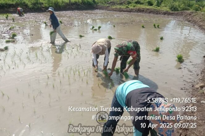 
					Optimalkan Program Ketahanan Pangan, Babinsa Koramil 1425-01/Binamu Bantu Petani Tanam Padi