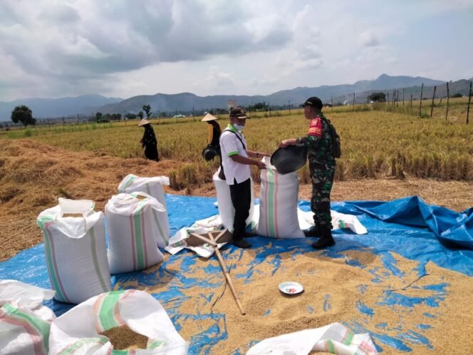 
					Babinsa koramil 1614-06/Manggelewa, bantu jemur padi, jaga kualitas panen.