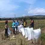 Koptu Arfian Babinsa Kwangko Komsos bersama petani, tingkatkan kesejahteraan petani