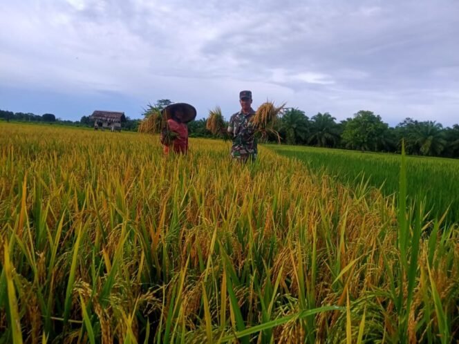 
Babinsa Koramil 05/Panga Dampingi Petani Panen Padi di Desa Tuwi Kareung