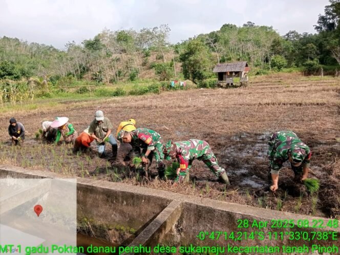 
					Babinsa Kodim 1205/Sintang dan Petani Desa Suka Maju Tingkatkan Swasembada Pangan Melalui Penanaman Padi