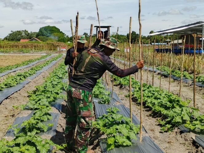 
					Pemasangan Kayu Rambatan oleh Satgas TMMD di Lokasi Ketahanan Pangan Sababillah