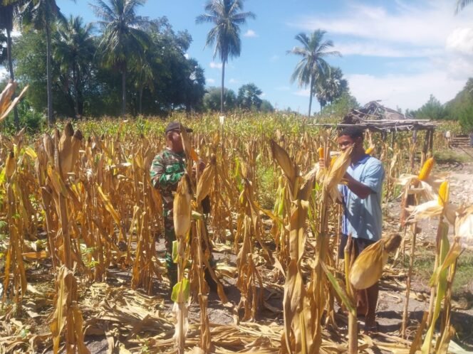 
					Sukseskan Swasembada Pangan Nasional, Babinsa Kodim 1621 TTS Bantu Warga Binaan Panen Jagung Di Desa Kuanfatu Kab.TTS