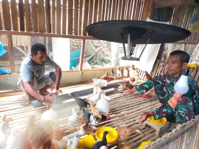 
Babinsa Dukung Peningkatan Ekonomi Masyarakat Dengan Beternak Ayam